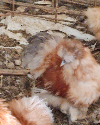 Animali gallo di moroseta