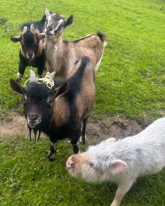 Capre tibetane