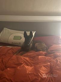 Femmina pastore belga malinois