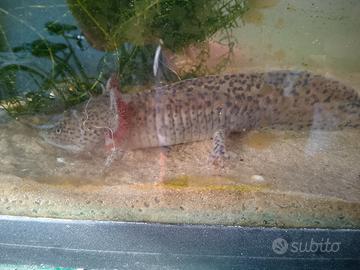 axolotl 