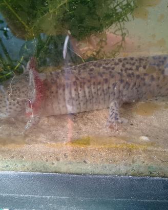 axolotl 
