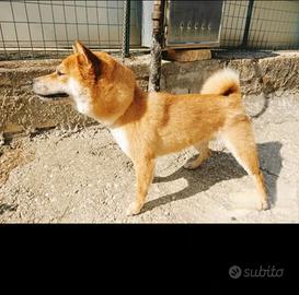 Shiba inu