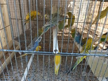 Coccorite/kakariti/inseparabili