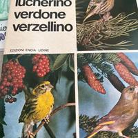 Lucherino Verdone Verzellino