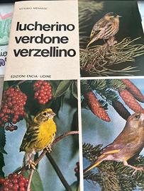 Lucherino Verdone Verzellino
