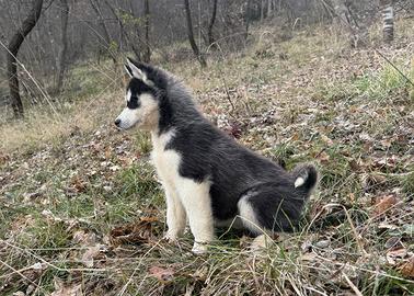 Cucciole Siberian Husky