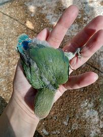 Inseparabili da imbecco