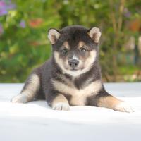 Cucciola femmina di Shiba Inu nero focato