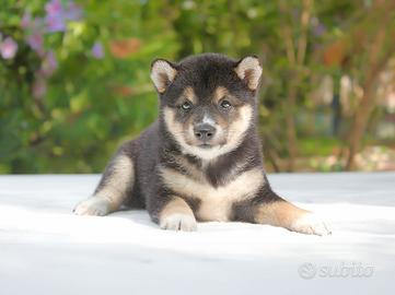 Cucciola femmina di Shiba Inu nero focato