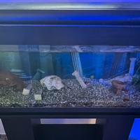 Acquario con mobile