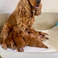 Cocker Spaniel Inglese ( Raggio Di Cocker )