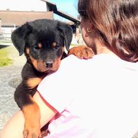 Cuccioli Rottweiler
