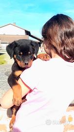 Cuccioli Rottweiler