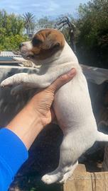 Jack russell
