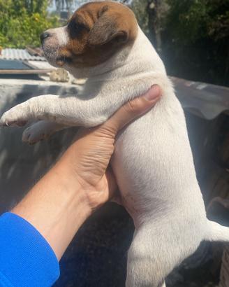 Jack russell