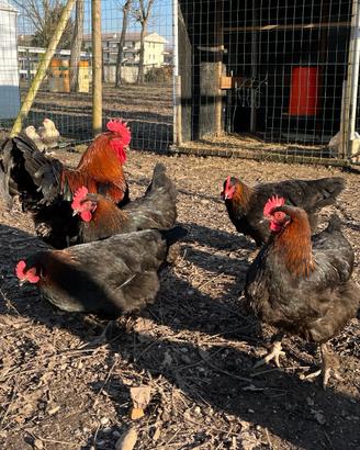Marans