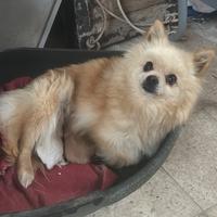 Lolpino Spitz Pomerania toy