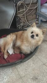 Lolpino Spitz Pomerania toy