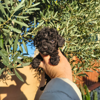 Barboncino toy nero 2 maschi anche a rate