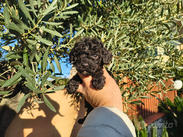 Barboncino toy nero 2 maschi anche a rate