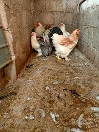 Coppia brahma salmone