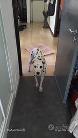 Dalmata