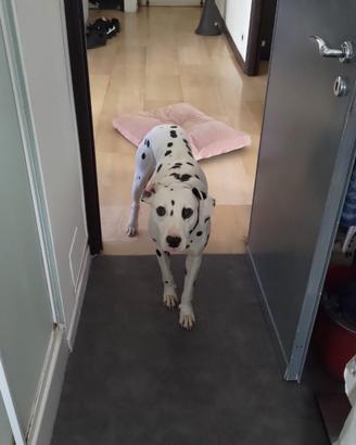 Dalmata