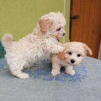 Maltese toy