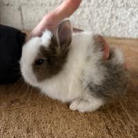 Cuccioli coniglio testa di leone