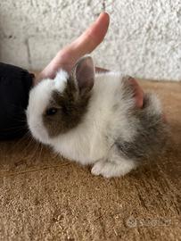 Cuccioli coniglio testa di leone