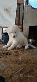 Cane- pastore maremmano