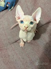 Sphynx