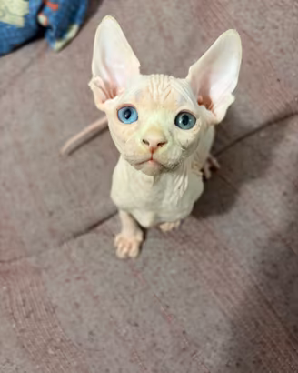 Sphynx