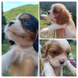 Cavalier king cuccioli