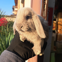 Conigli nani e minilop