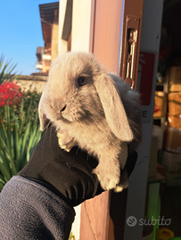 Conigli nani e minilop