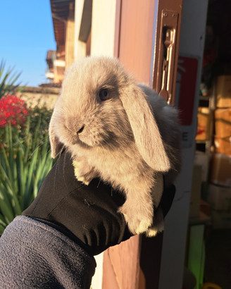 Conigli nani e minilop