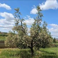 Potatura alberi di olivo civitella roveto