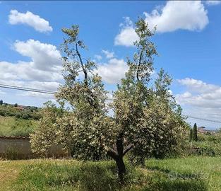Potatura alberi di olivo civitella roveto