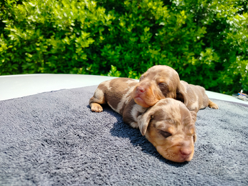 Cuccioli di bassotto arlecchino con pedigree ENCI