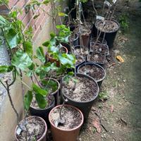 Piante di Pistacchio Femmina innesto su ucb1