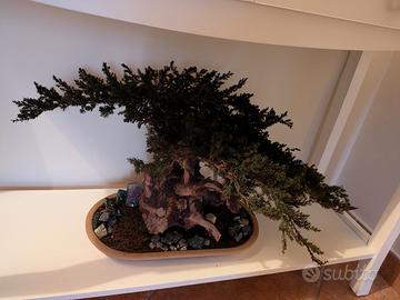bonsai