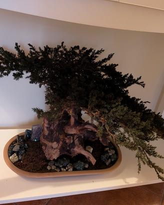 bonsai