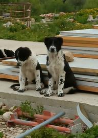 Asia Centrale - Caucaso