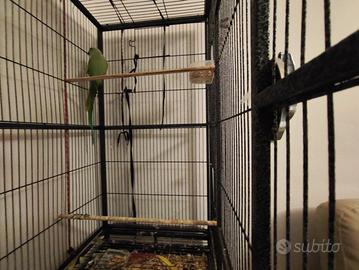 Parrocchetto dal collare