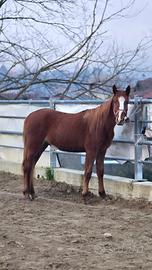 Cavallo Paint