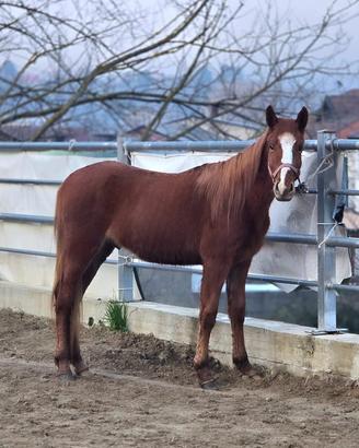 Cavallo Paint