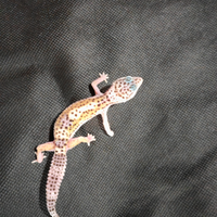 Geco leopardino