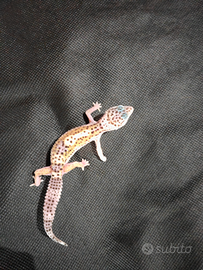 Geco leopardino