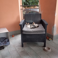 Animali